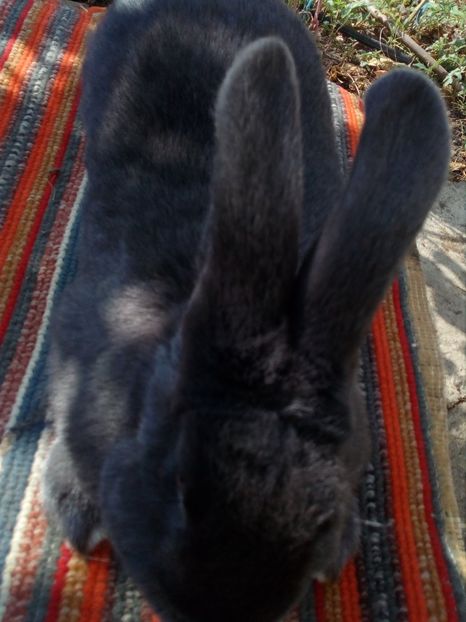 MASCUL =ALBASTRU VIENEZ ;; - 0 0 D Iepurii mei 2018