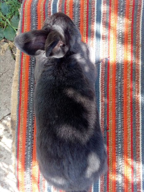  - 0 0 D Iepurii mei 2018