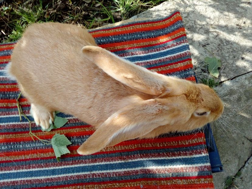 MASCUL =URIAS GERMAN GALBEN =6 LUNI '; - 0 0 D Iepurii mei 2018