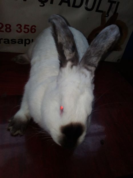  - 0 0 D Iepurii mei 2018