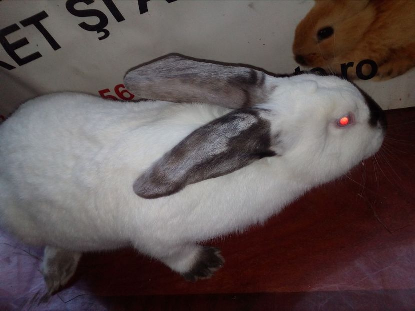 FEMELE = URIAS DE TRANSILVANIA; - 0 0 D Iepurii mei 2018