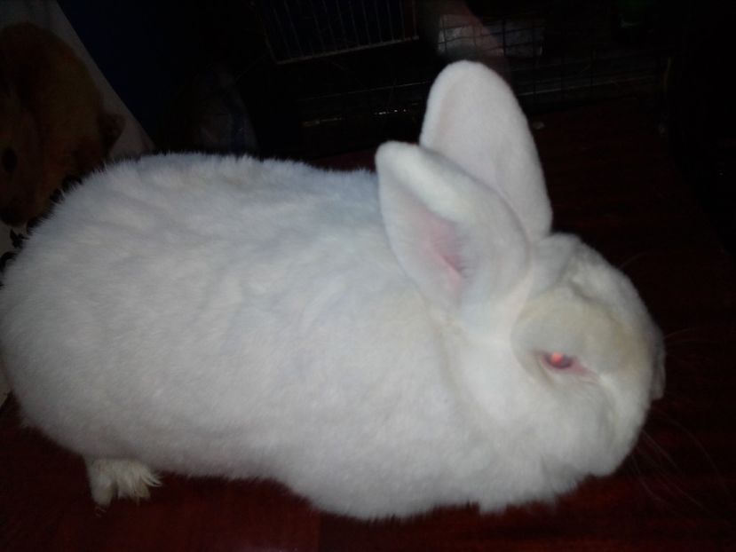 MASCUL  =NEOZEELANDEZ; - 0 0 D Iepurii mei 2018