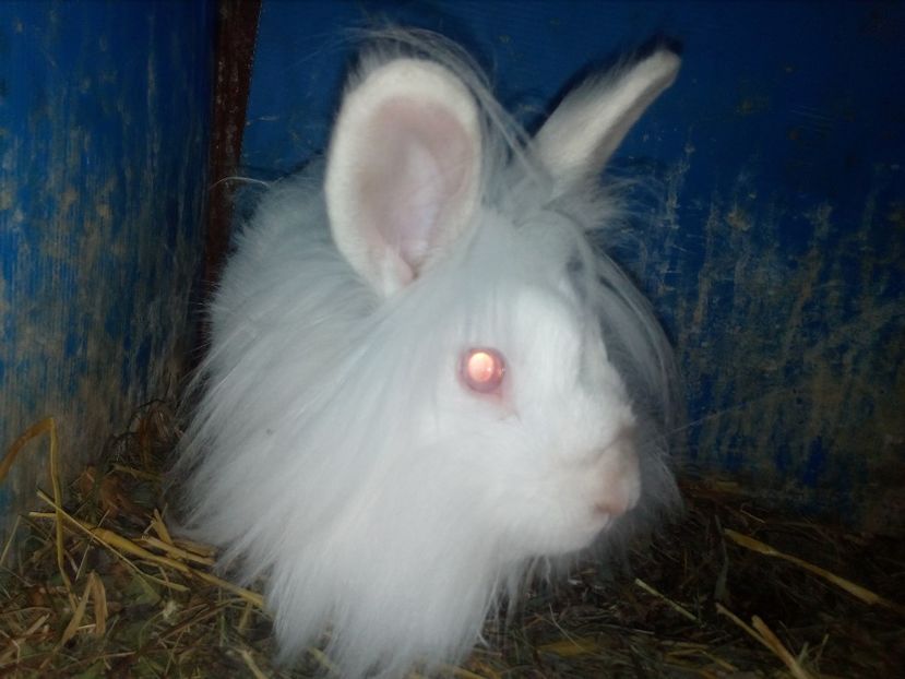  - 0 0 D Iepurii mei 2018