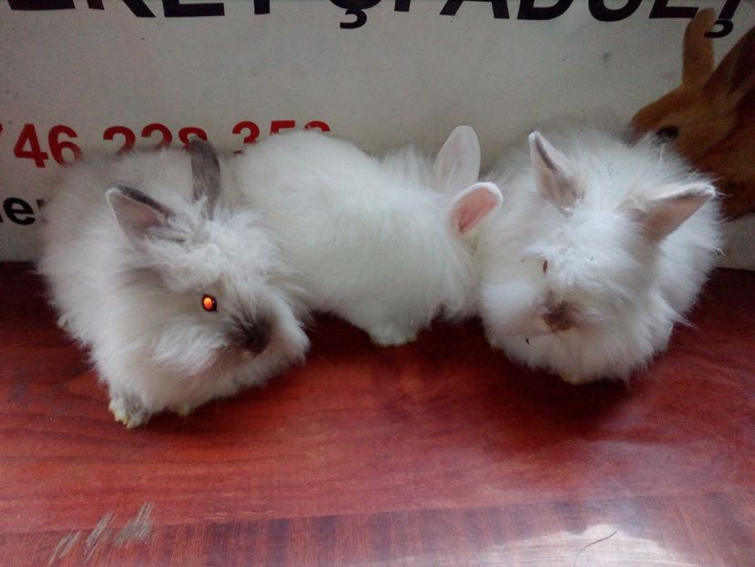  - 0 0 D Iepurii mei 2018