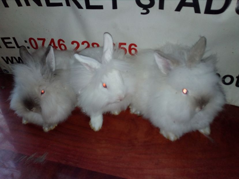 MASCULI PITIC CAP DE LEU; - 0 0 D Iepurii mei 2018