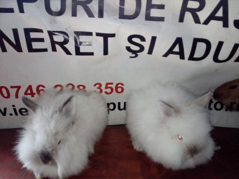  - 0 0 D Iepurii mei 2018
