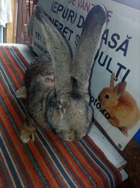 MASCUL=URIAS GERMAN -Nr2; - 0 0 D Iepurii mei 2018