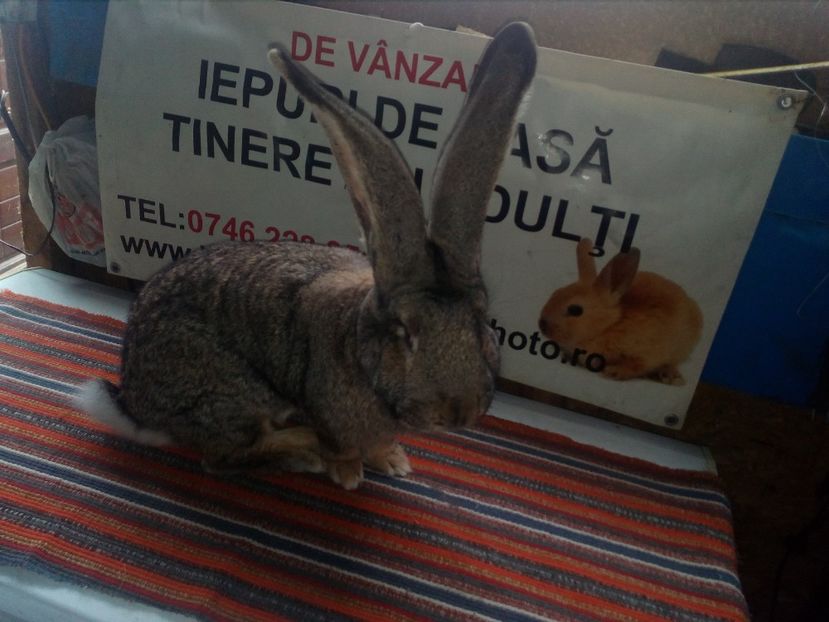 ACELAS MASCUL LA 7 LUNI; - 0 0 D Iepurii mei 2018