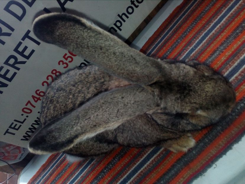  - 0 0 D Iepurii mei 2018