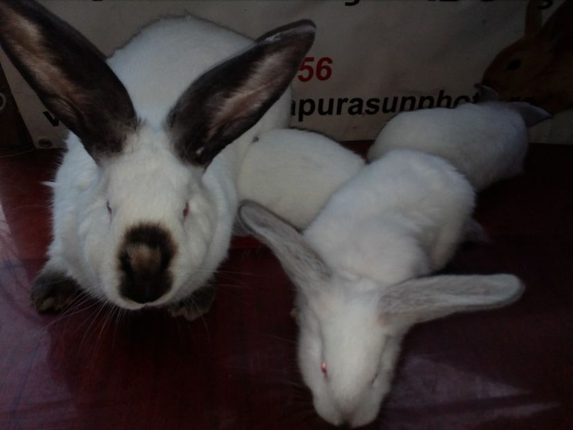 URIAS DE TRANSILVANIA CU PUI LA=1.5 LUNI; - 0 0 D Iepurii mei 2018