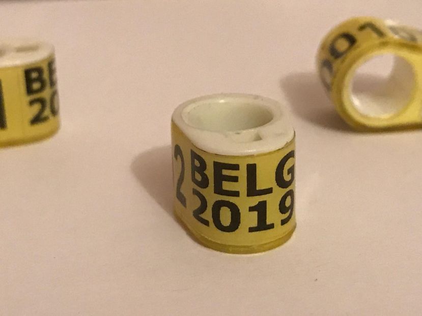 F178A5A3-94D5-4C9D-AE41-75039139BC62 - 001 Inele cu talon tari straine 2019