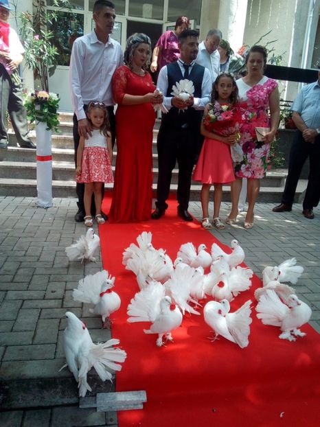 IMG-20181124-WA0000 - Sectiunea 1C-Porumbei albi pentru evenimente