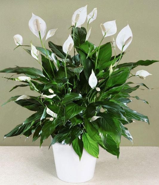 Crinul păcii (Spathiphyllum) - Top 5 plante care previn mucegaiul si igrasia!