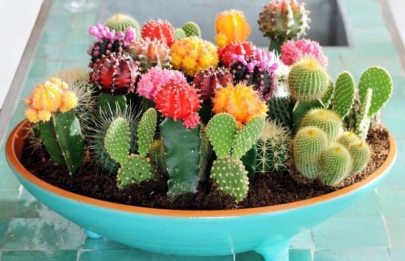 Cactusi - Top 5 plante care previn mucegaiul si igrasia!