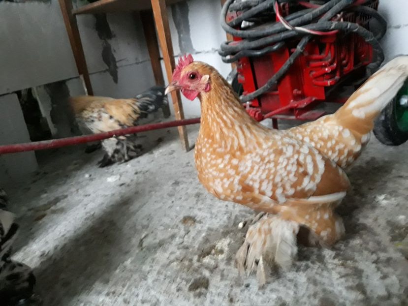  - Sectiunea 1A-Gaini mii de flori -oua si puisori!