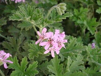 Pelargonium_graveolens indrusaim - CEAIURI