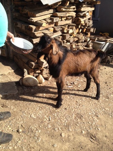 image - 0 Aa De vânzare țap alpina franceză