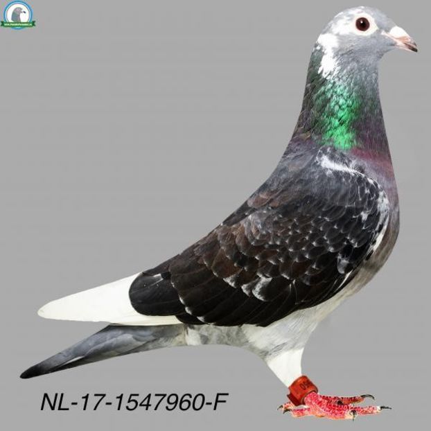  - Achizitii - 2018 - matca