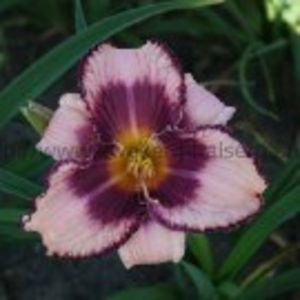 unusual  revelation - HEMEROCALLIS achizitionati in 2017 si 2018