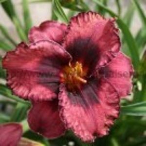night  breeze - HEMEROCALLIS achizitionati in 2017 si 2018