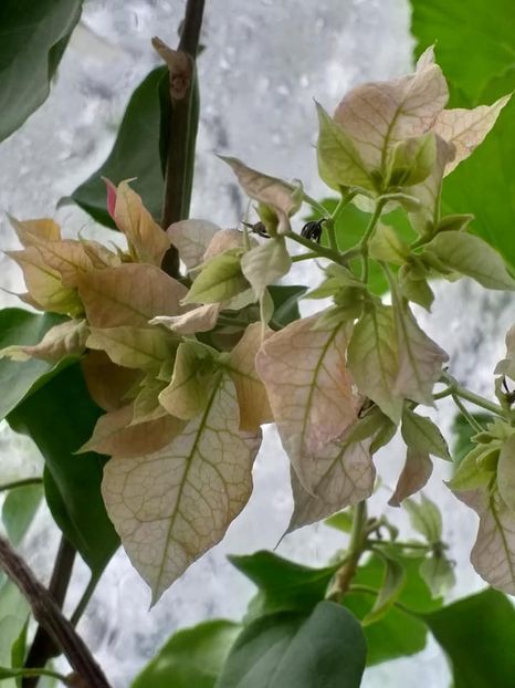  - Continuare la albumul Flori 2018