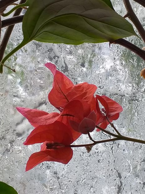  - Continuare la albumul Flori 2018