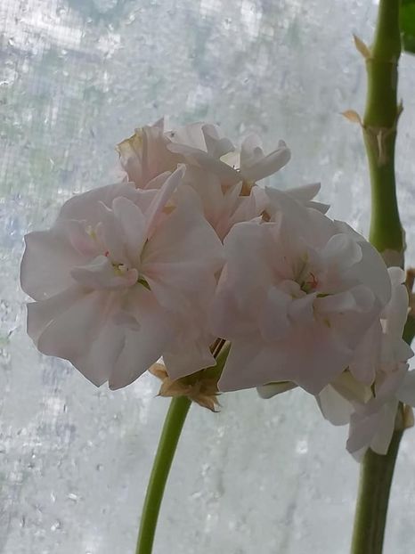  - Continuare la albumul Flori 2018