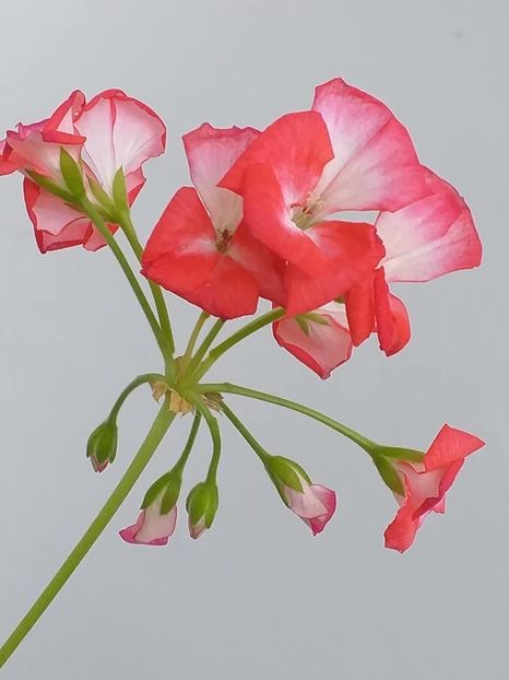  - Continuare la albumul Flori 2018