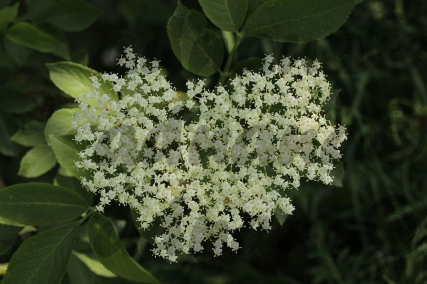  - Soc - Sambucus nigra