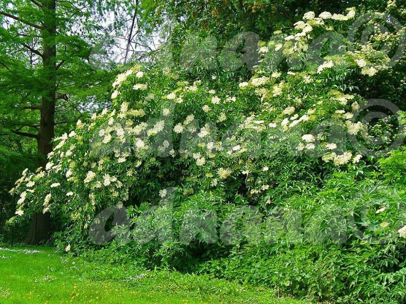  - Soc - Sambucus nigra