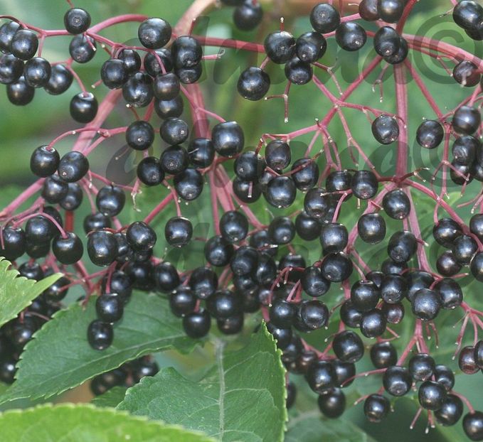  - Soc - Sambucus nigra