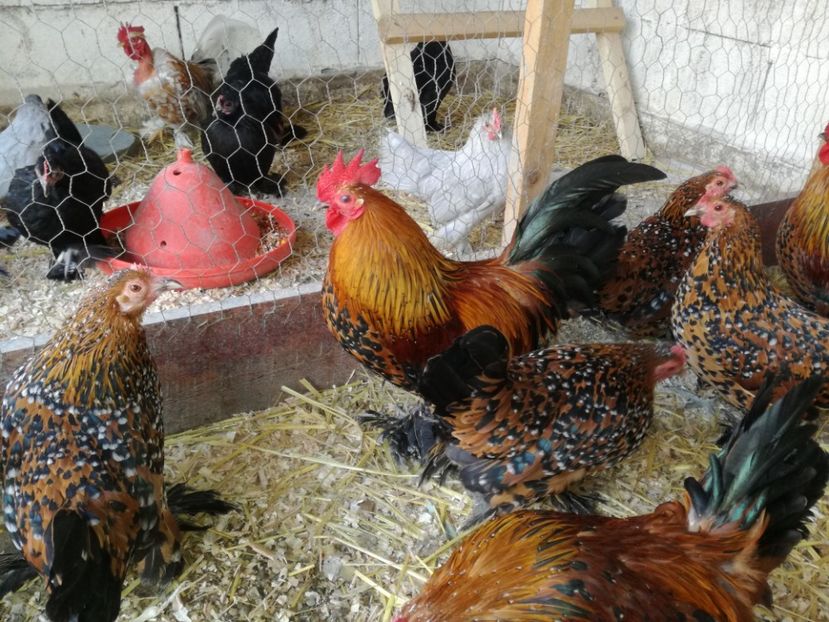  - Mii de flori porțelan