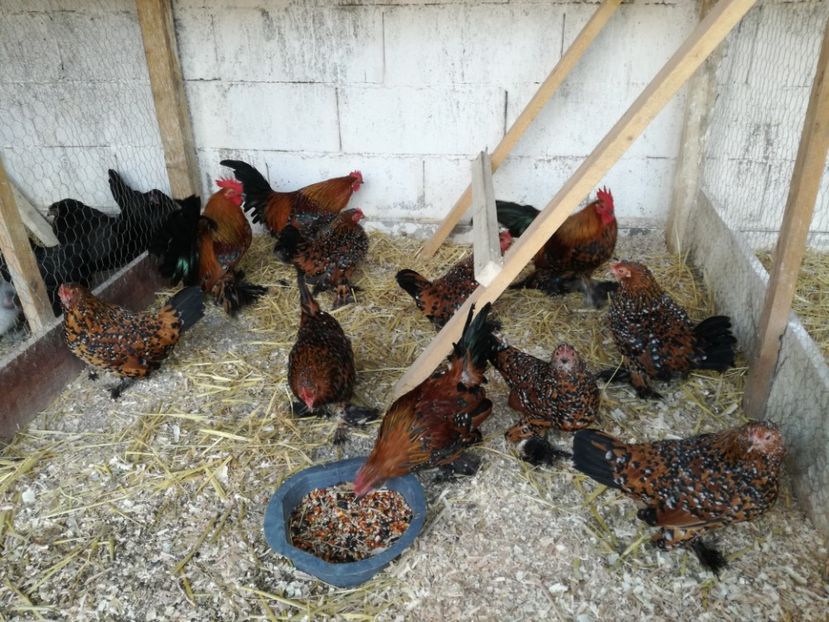  - Mii de flori porțelan