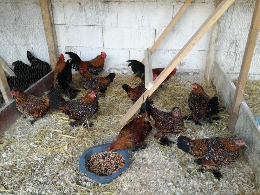  - Mii de flori porțelan