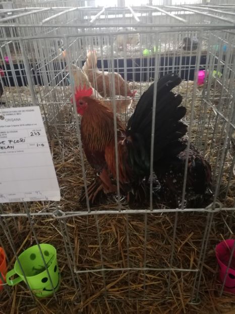  - Mii de flori porțelan