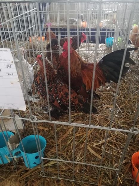  - Mii de flori porțelan