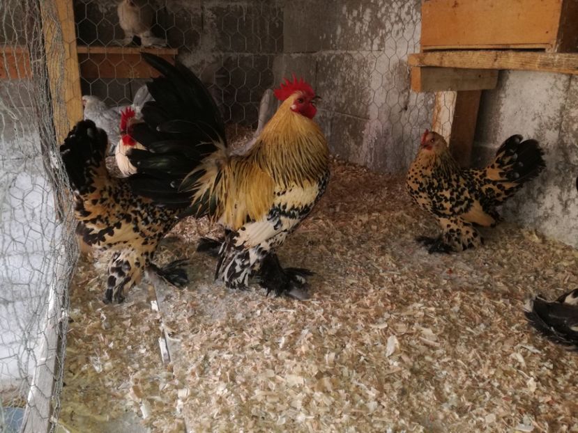  - Mii de flori lemon