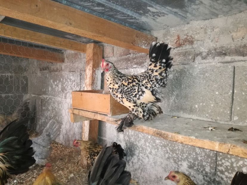  - Mii de flori lemon