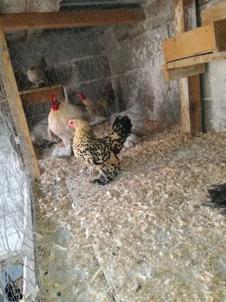  - Mii de flori lemon