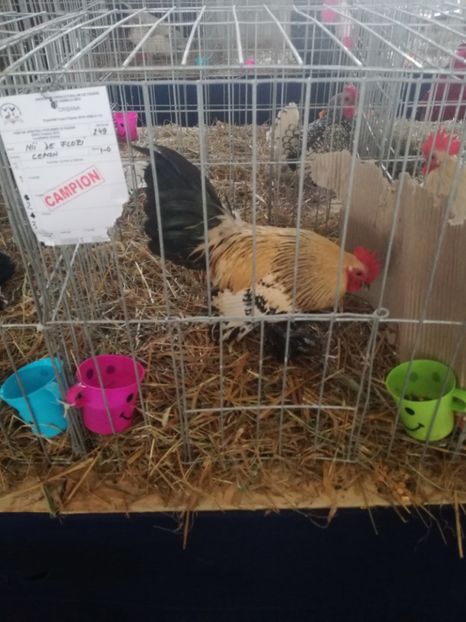  - Mii de flori lemon