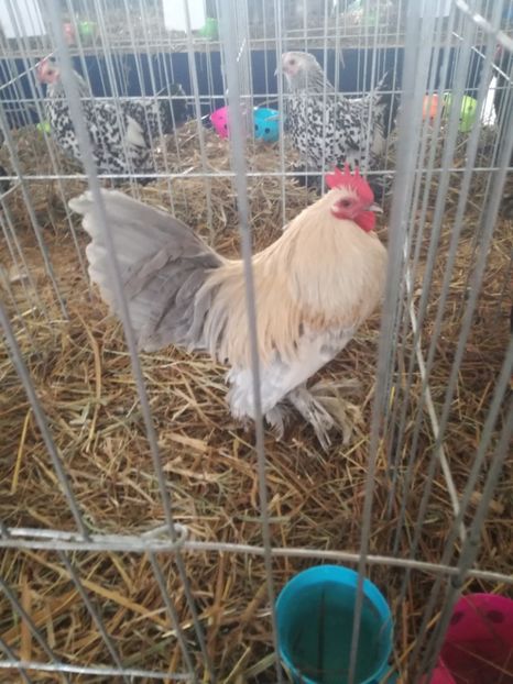  - Mii de flori izabel