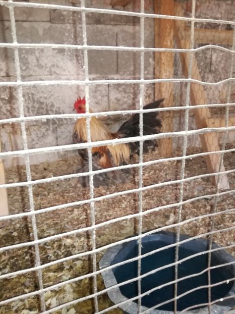  - Mii de flori silver