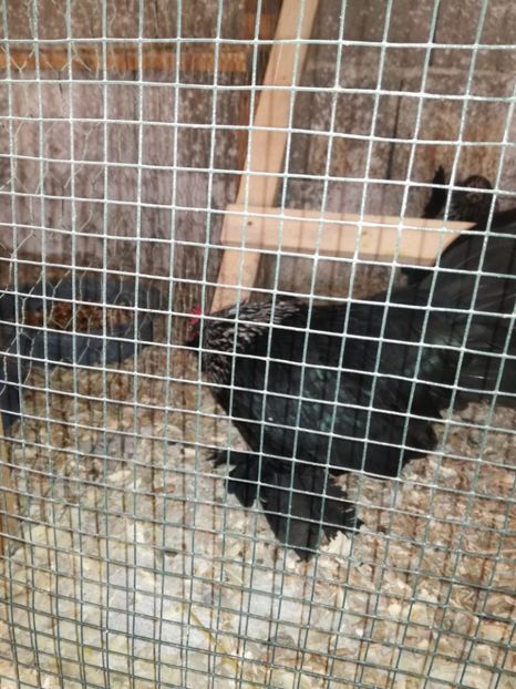  - Mii de flori silver