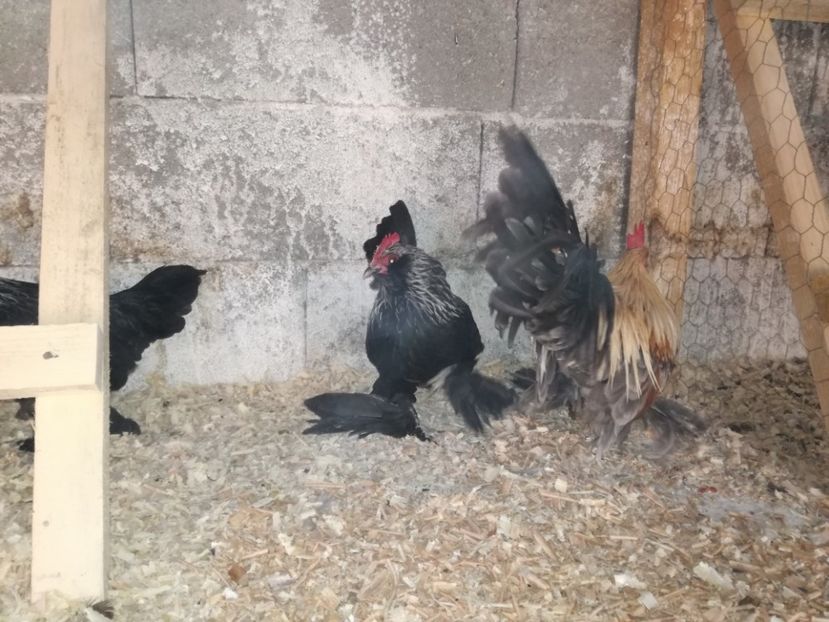  - Mii de flori silver