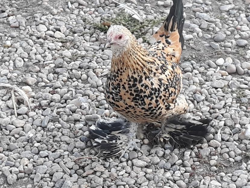  - Mii de flori lemon