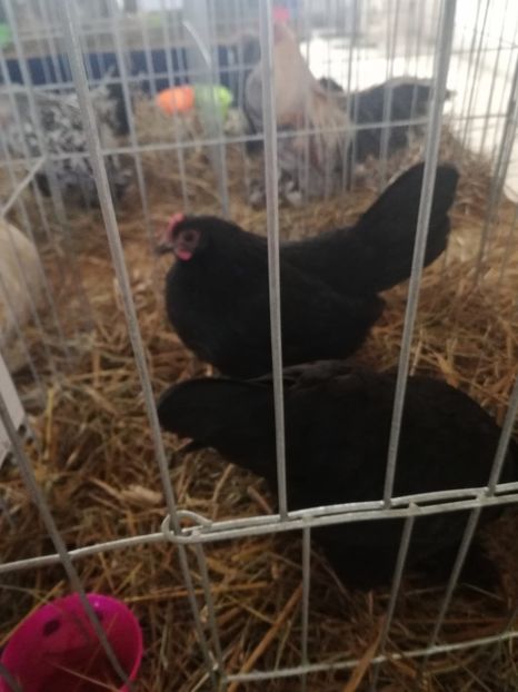  - Mii de flori negru