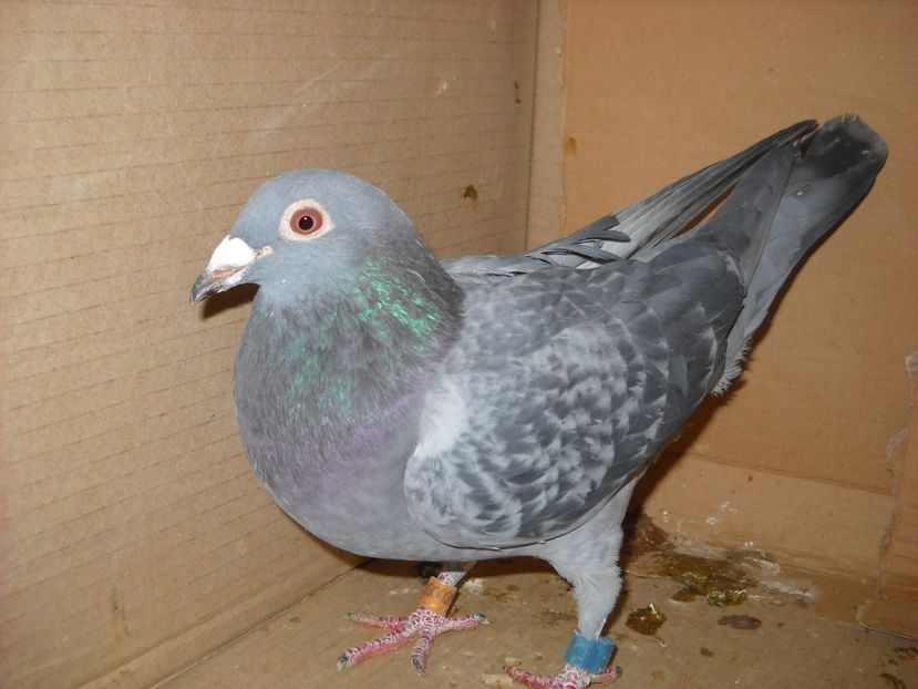  - CONTACT-0742571875