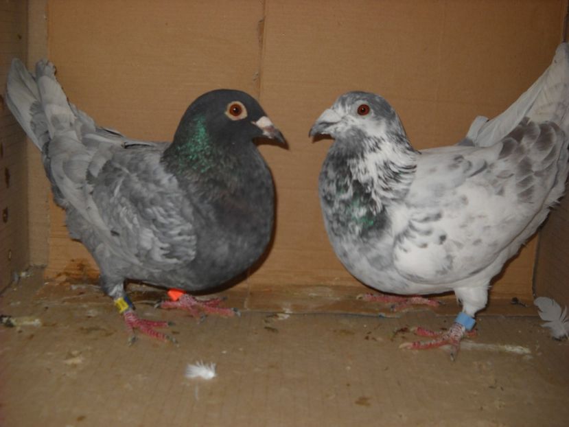  - PORUMBEI VANDUTI 2