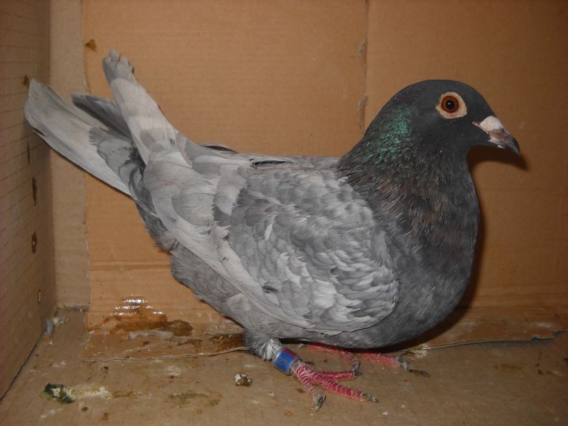  - CONTACT-0742571875