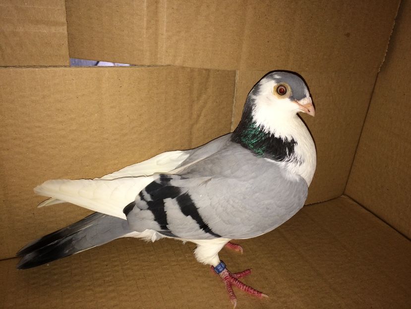 7723  femelă  2018_2 - tineret 2018